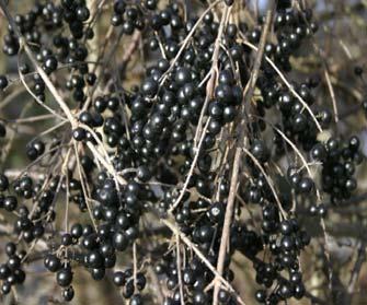 (tuia), Platanus orientalis (platan), Elaeagnus angustifolia iar cea arbustiva este reprezentata de Lonicera japonica, Rosa