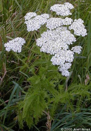 Achillea millefolium Taraxacum officinalis Medicago sativa In ceea ce priveste fauna locala, apreciem ca zona este puternic antropizata, fiind un habitat propice doar pentru speciile adaptate unui