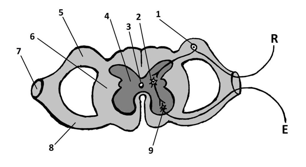 4.uzdevums 1. Dots muguras smadzeņu shematisks attēls, kurā ir iezīmēts refleksa loks. R apzīmē receptoru, bet E efektoru.