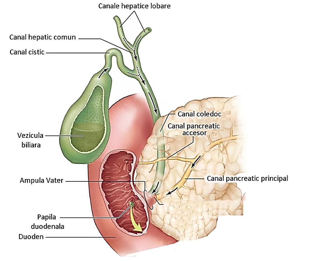 B. Canale biliare extrahepatice Structură: 1.