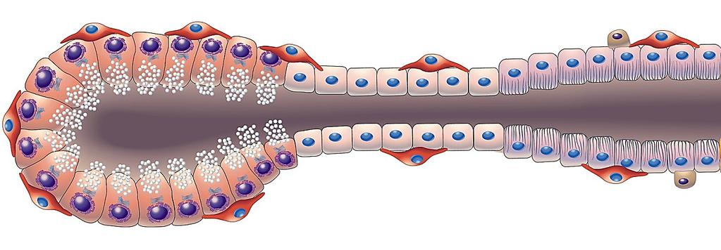 GLANDELE SALIVARE MARI - Celule mioepiteliale- Acin Duct intercalat Duct striat