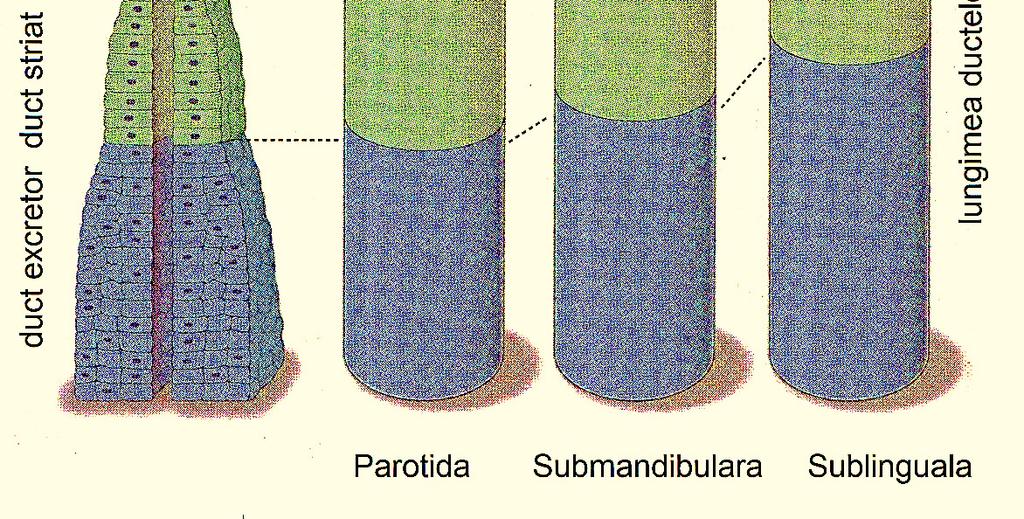 structurale - Wojciech P.