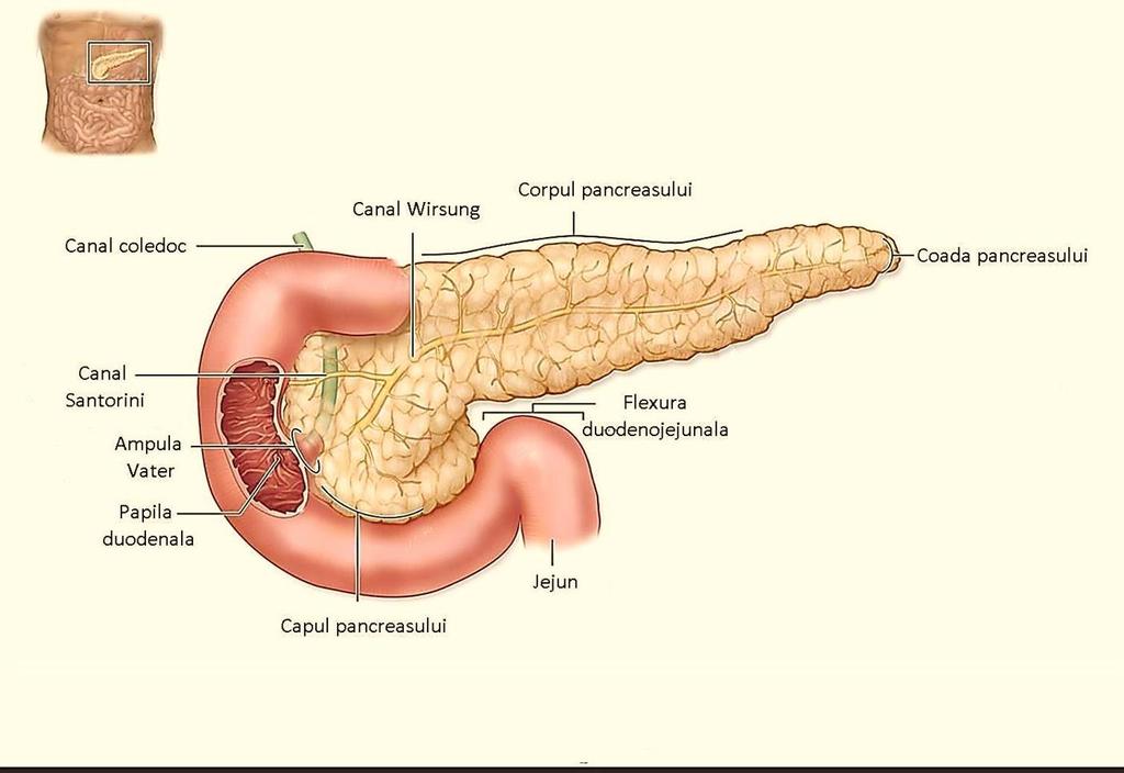 PANCREAS Mescher AL,