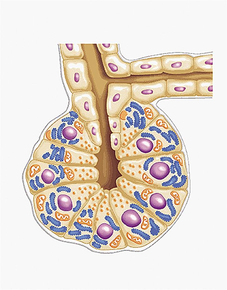 PANCREASUL EXOCRIN - 95% din volumul pancreasului - glandă compusă acinoasă de tip seros - comparativ cu glanda parotidă: