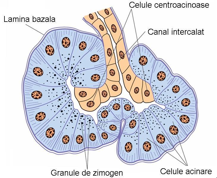 PANCREASUL EXOCRIN - Celule centroacinoase - - tip celular prezent numai la nivelul pancreasului - localizate în centrul