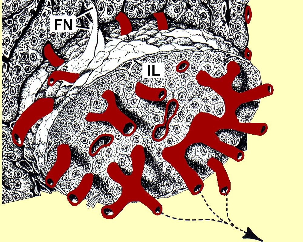 SISTEMUL PORT INSULOACINAR arteriole aferente capilare sangvine arteriole