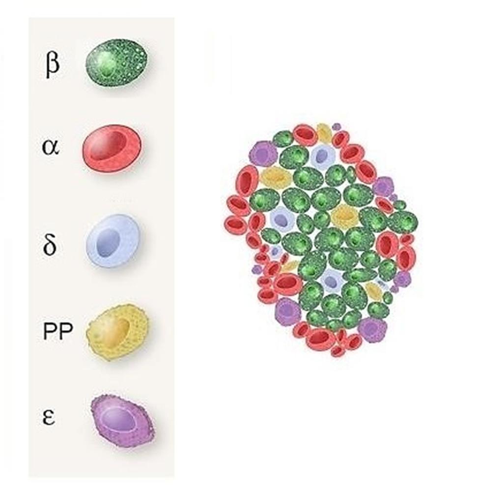 Tipuri de celule endocrine din insulele Langerhans identificate prin imunocitochimie 1. Celule B/β (60-70%) localizare: centrul insulei insulină (51 aa) 2.