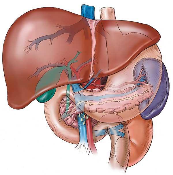 F I C A T! al doilea organ ca mărime din organism!