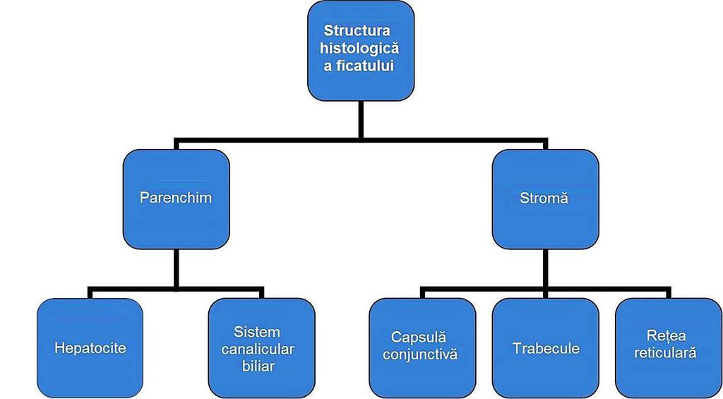 STRUCTURA