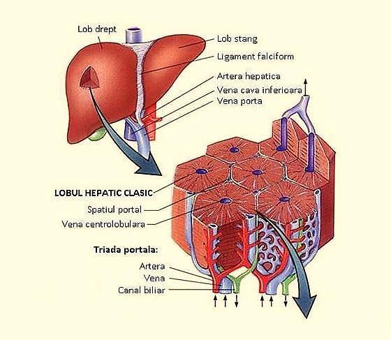 http://medcell.med.yale.