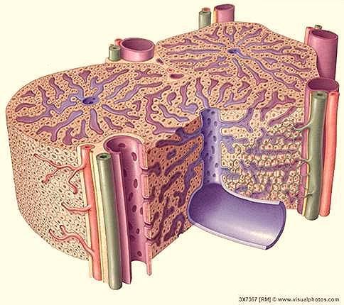 biology/liver