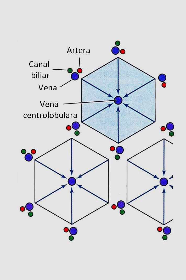 LOBULUL HEPATIC CLASIC pe secţiune: formă poligonală în centru venă în unghiuri spaţii portale hepatocitele cordoane celulare