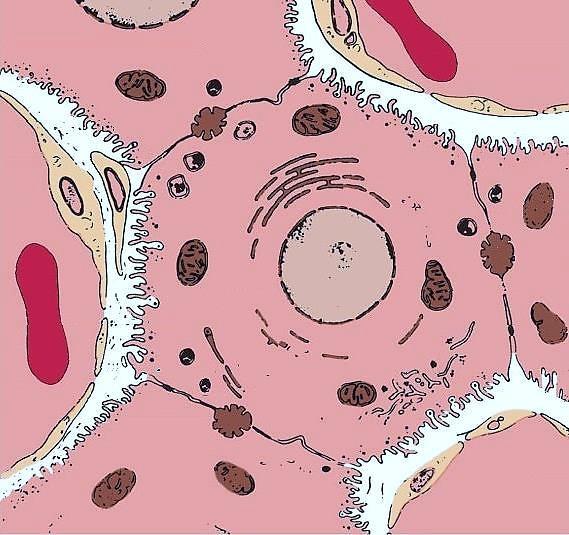 HEPATOCITUL capilar sinusoid capilar