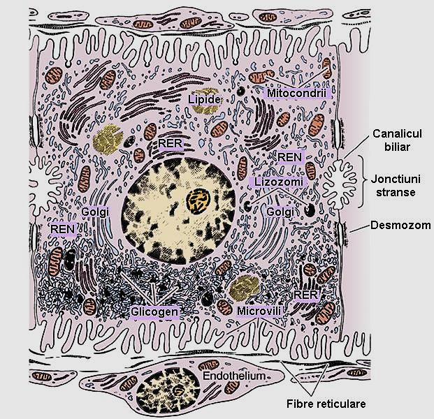 HEPATOCITUL ME: celulă polarizată conţinut mare în organite