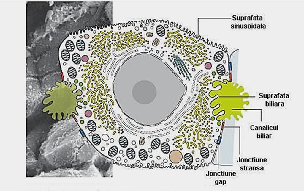 HEPATOCITUL ME: membrana plasmatică Kierszenbaum AL, Histology and Cell