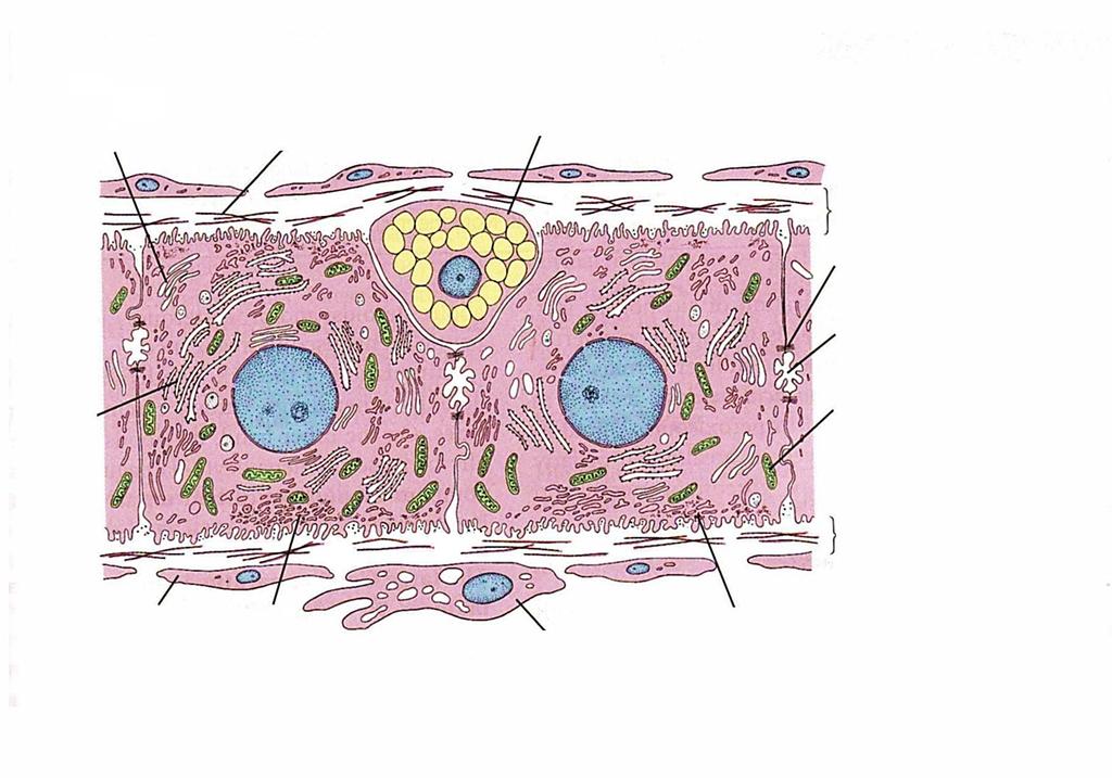 SPAŢIUL PERISINUSOIDAL DISSE lumenul capilarului sinusoid CG fibre reticulare celula Ito microvili spaţiu Disse joncţiune strânsă canalicul biliar RER