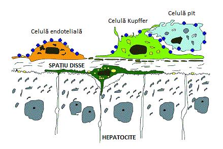 Celule pit (Wisse E, 1976) rare la om localizare: ME: granule cu 300 nm