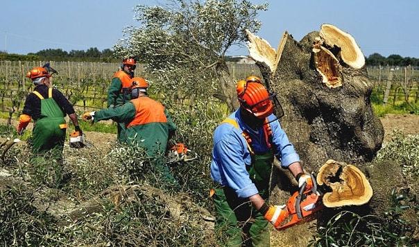 εκατομμύριο ελαιόδεντρα θεωρείται ότι έχουν προσβληθεί από το βακτήριο στην Ν. Ιταλία, πολλά από αυτά αιωνόβια (Εικόνα 9).