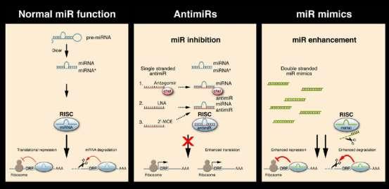 δυνατότητα να εκφραστούν τα επιθυμητά micrornas σε