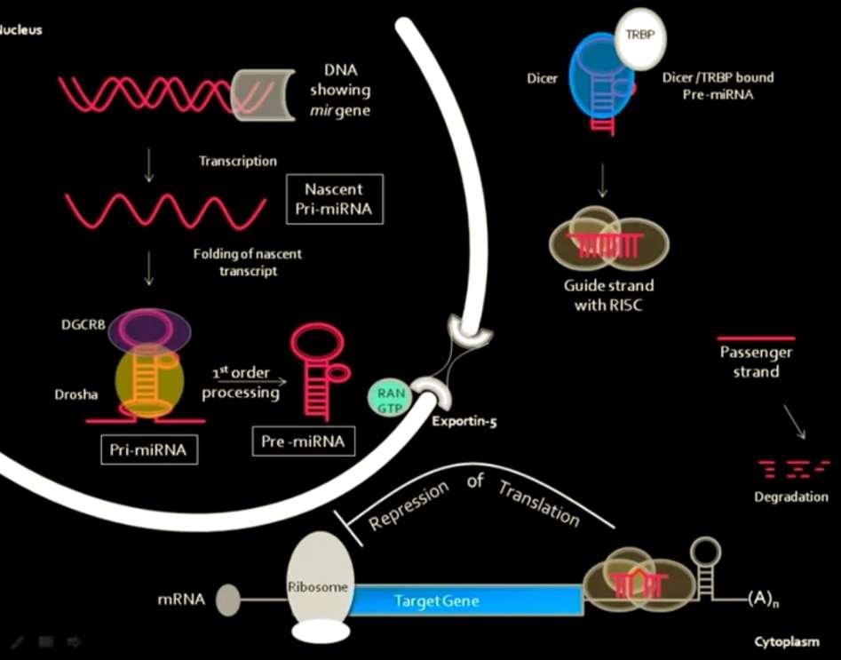 2. Αποσταθεροποίηση του mrna μέσω βράχυνσης της πολύ(α)ουρά και 3. Λιγότερο αποτελεσματική μέταφραση του mrna σε πρωτεϊνες από τα ριβοσώματα.