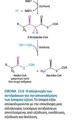 Αφυδρογοναση του Ac-CoA15 Δημιουργία διπλού