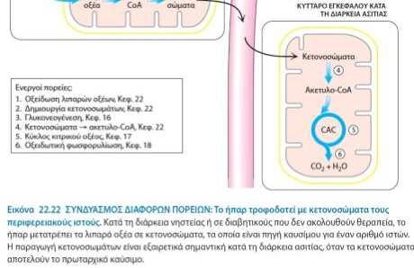 χρησιμοποιούν ακετοξικό αντί της γλυκόζης εγκέφαλοςκαι ερυθρά αιμοσφαίρια: κύριο