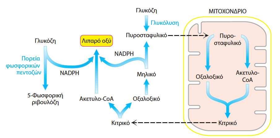 Η αναστολή της συνθάσης της β-κετοακυλο-acpπου