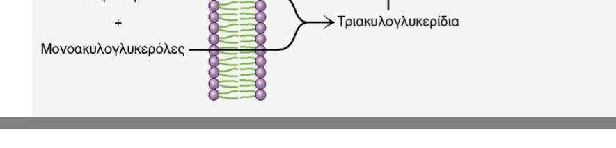 Τα λιπίδια της διατροφής πέπτονται από παγκρεατικές λιπάσες Τριακυκλογλυκερόλες μορφή πλειονότητας λιπιδίων που προσλαμβάνονται από την τροφή ΠΡΟΒΛΗΜΑ!
