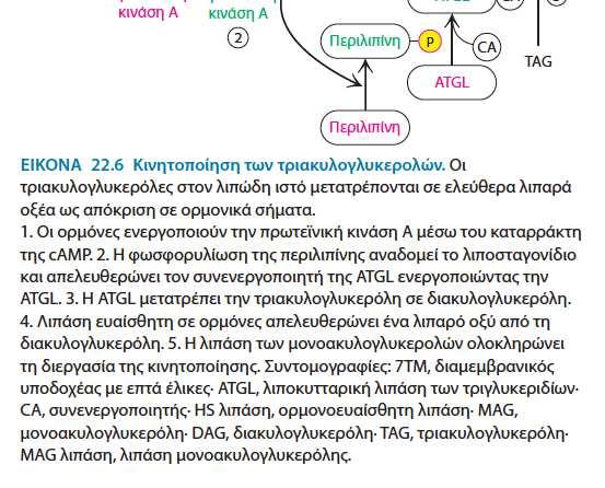 ιστούς Αύξηση C AMP ----------> φωσφορυλίωση Διέγερση