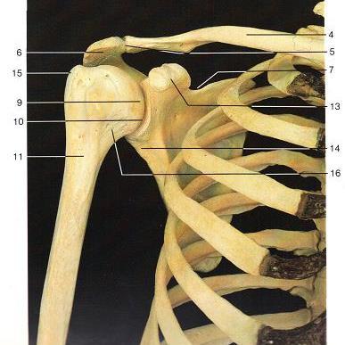 Ανατομία ωμικής ζώνης 1. 1η πλευρά 3. 4η και 7η πλευρά 4. κλείδα 5. ακρωμιοκλειδική άρθρωση 6. ακρώμιο 7. εντομή της ωμοπλάτης 8. ωμοπλατιαία άκανθα 9. κεφαλή βραχιονίου 10.