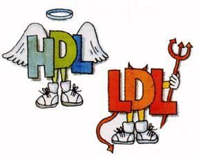 «Υποπληθυσμοί λιποπρωτεϊνικών σωματιδίων της HDL» Φαίνεται ότι έχει σημασία!