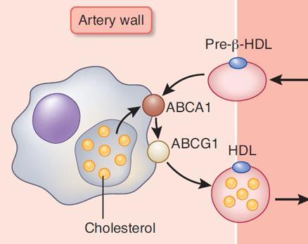Pre β HDL σωματίδια Pre β 1 HDL Ο βιολογικός ρόλος του λιποπρωτεϊνικού ως ιδιαίτερα σημαντικός αυτού σωματιδίου χαρακτηρίζεται Φαίνεται ότι είναι το κατεξοχήν