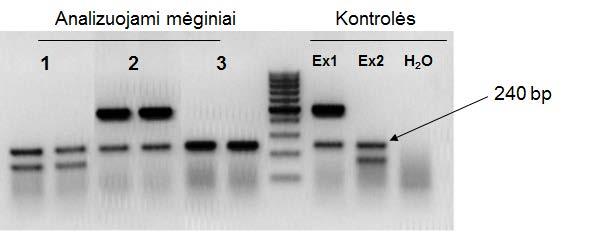 a. [0,3 t.] Paaiškinkite, kas yra kontroliniuose bei analizuojamuose mėginiuose detektuojamas 240 bp fragmentas. b. [0,5 t.] Kaip vadinamas PGR metodas, kai naudojamos daugiau nei dvi pradmenų poros?