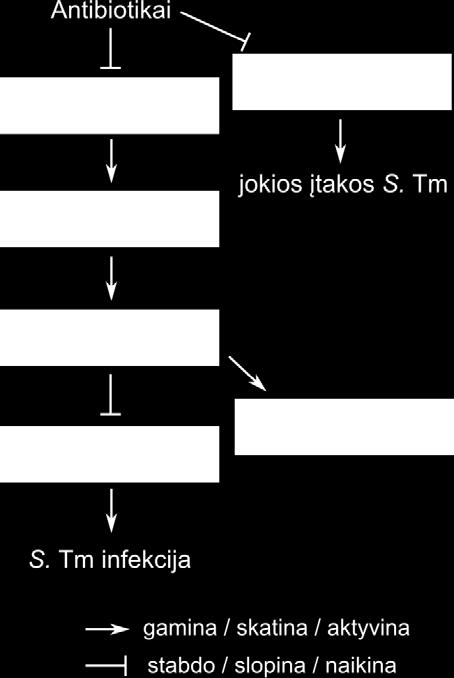 1. [6 t.] Atkurkite mechanizmą, siejantį antibiotikus ir Salmonella infekciją: į schemos langelius surašykite tinkamus terminus (raidės A-H) iš sąrašo dešinėje. Ne visi terminai bus reikalingi. A. Clostridium B.