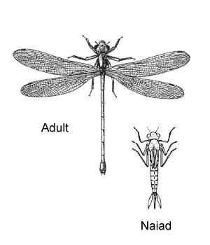 ΤΑΞΗ: ODONATA Έντομα, μετρίου μεγάλου μεγέθους Στοματικά μόρια μασητικού