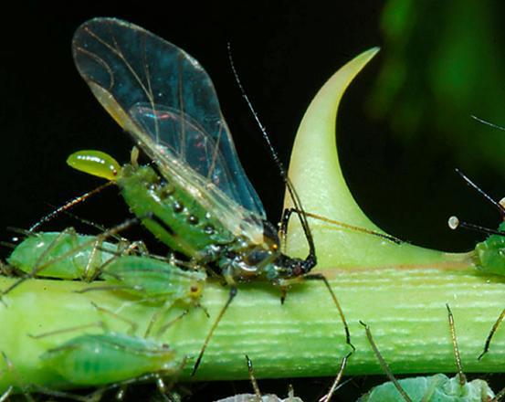 HOMOPTERA APHIDOIDEA αφίδες (μελίγκρες) Μικρού μεγέθους (<3 mm) Φέρουν σιφώνια στην κοιλία Πολύ σημαντική οικογένεια για τη γεωργία Μικρός βιολογικός κύκλος (πολλές γενεές το έτος) Τα περισσότερα