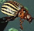 CHRYSOMELIDAE >20000