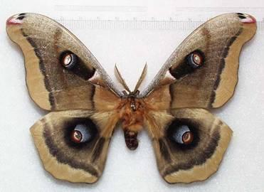 HOMONEURA LEPIDOPTERA Δύο υποτάξεις HETERONEURA Πρόσθιες και οπίσθιες πτέρυγες σχεδόν ισομεγέθεις με