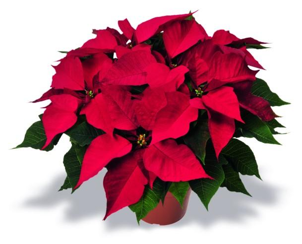 Please contact Cynthia Price With Christmas just around the corner, our GOYA is selling poinsettias s again this year, to raise money to attend the 2017 GOYA Basketball Tournament that