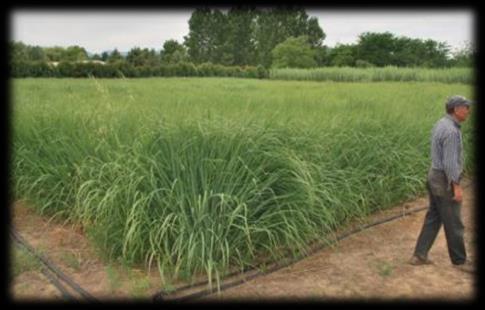 Switchgrass και αγριαγκινάρα: εγκατάσταση με σπόρο Switchgrass Το switchgrass μπορεί να καλλιεργηθεί σε όλη