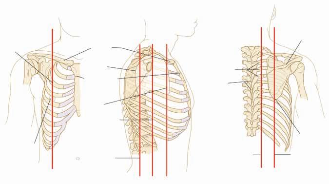 Ξιφοστερνική άρθρωση Ξιφοειδής απόφυση Πλευρικοί χόνδροι Πλευρικό χείλος Α Μεσοκλειδική γραμμή Κλείδα Ωμοπλατιαία άκανθα?