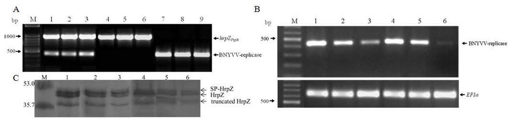 πολυμεράσης του ιού BNYVV, ii) 10 σειρές που φέρουν το διαγονίδιο hrpz Psph (Pavli et al., 2011) και iii) 10 σειρές που φέρουν το διαγονίδιο της BNYVV-πολυμεράσης.