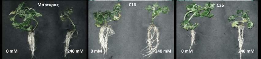 και στις καταπονήσεις αλατότητας (Diaoetal., 2011) και ξηρασίας (Miaoetal., 2006; Georgeetal., 2009; Jietal., 2010). Αντίθετα, οι Light κ.ά.