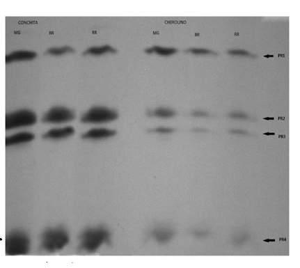 Εικόνα 2: Ηλεκτροφόρηση SDS-PAGE (15% w/v πολυακρυλαμίδη).