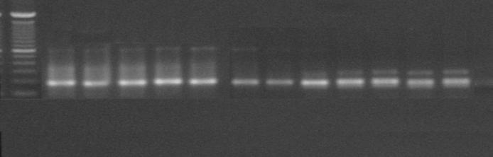 2). L 40 40,5 41,5 43 45 48 52 54 56 58 59 60 Εικόνα 1: Βαθμιαία αλλαγή της θερμοκρασίας πρόσφυσης κατ;άτην διάρκεια της PCR για την ανάδειξη της μικροδορυφορικής θέσης Cyp84. Πίνακας 2.
