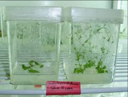 Αποτελέσματα και συζήτηση Μακροσκοπικές διαφορές ανιχνεύτηκαν στα φυτά που καταπονήθηκαν σε αλατότητας σε in vitro συνθήκες (Εικ.