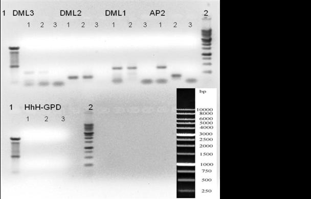 Η καταπόνηση αλατότητας της σειράς Col-0 οδήγησε στην επαγωγή των γονιδίων επιδιόρθωσης DME, DML1, DML3L, FPG2 και HhH-GPD (Εικ. 3).
