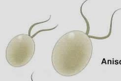 γαμέτης (egg) (στο Ωογόνιο) Σπερματοζωϊδιο :