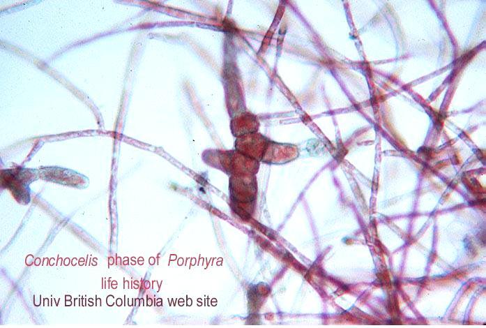 Διπλοειδές τετρασποριόφυτο της Porphyra (Conchocelis) Το διπλοειδές