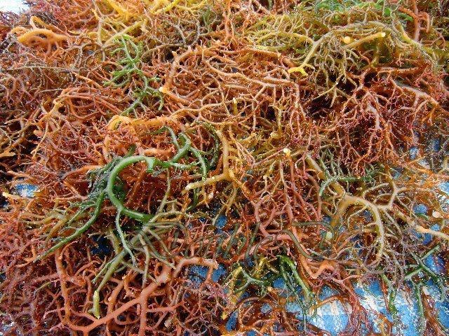 sea